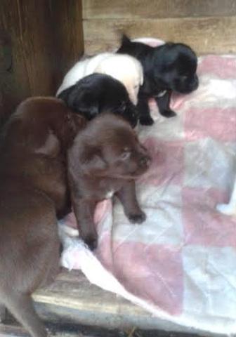 LABRADOR-retriver-stenci