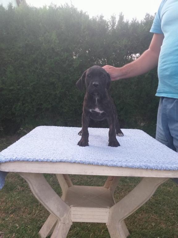 Cane-corso-štenci
