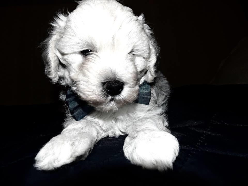 Maltipoo