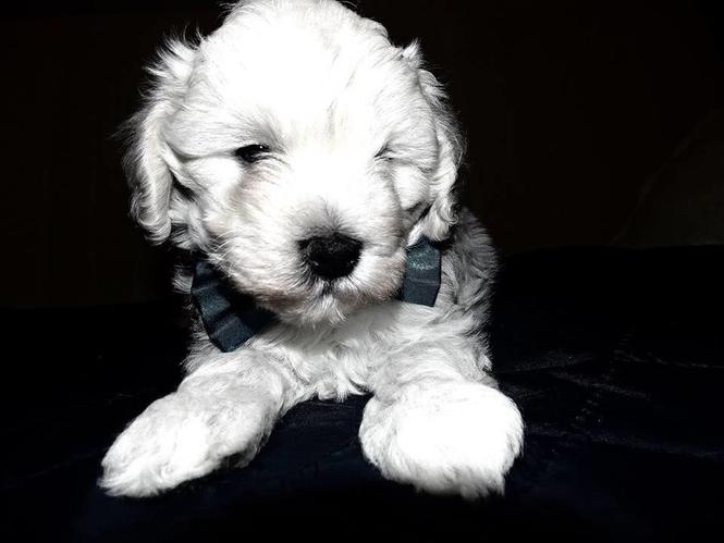 Maltipoo