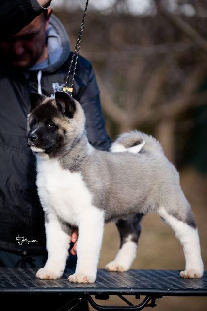 Americka-akita-