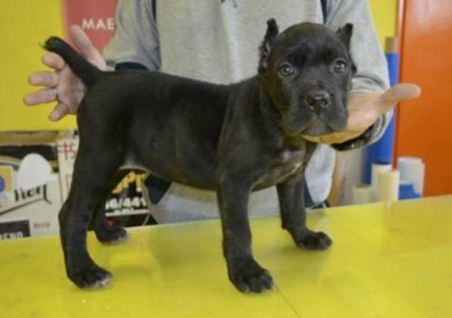 Cane-Corso--vrhunsko-leglo