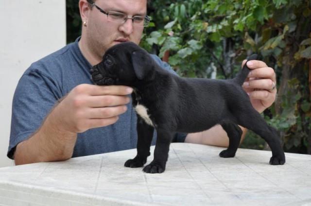 Cane-Corso-stenci