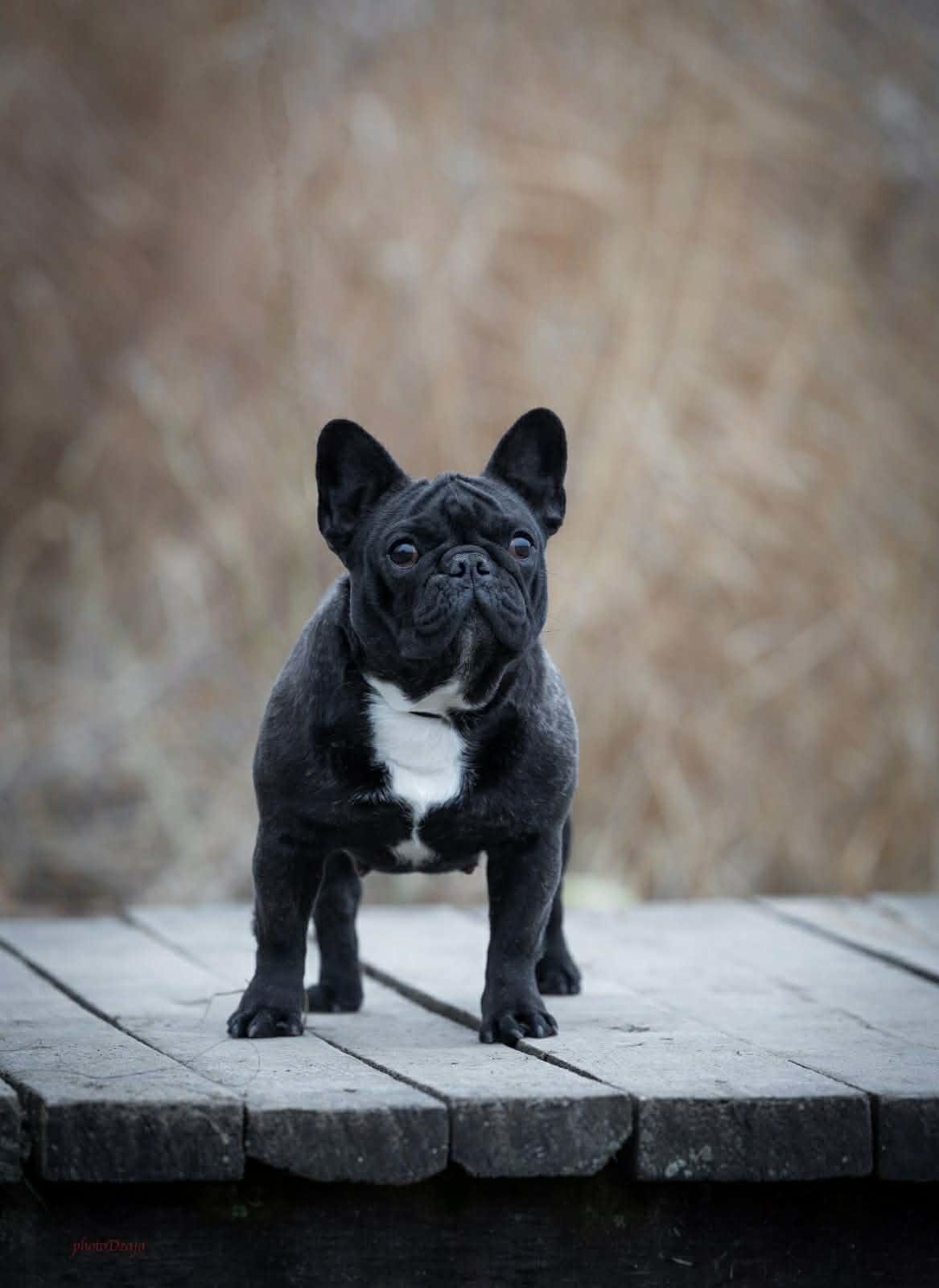 Francuski-buldog-zenka