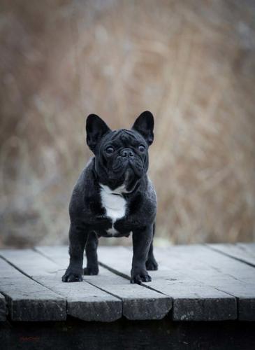 Francuski buldog zenka
