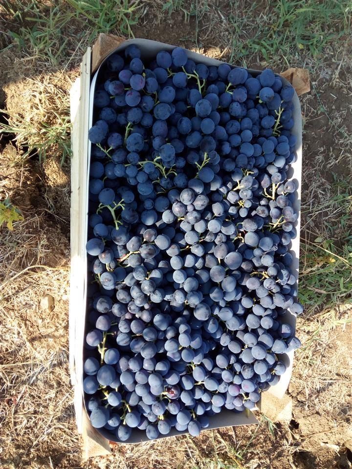 Rakija