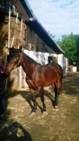 Dve-kobile-i-zdrebe
