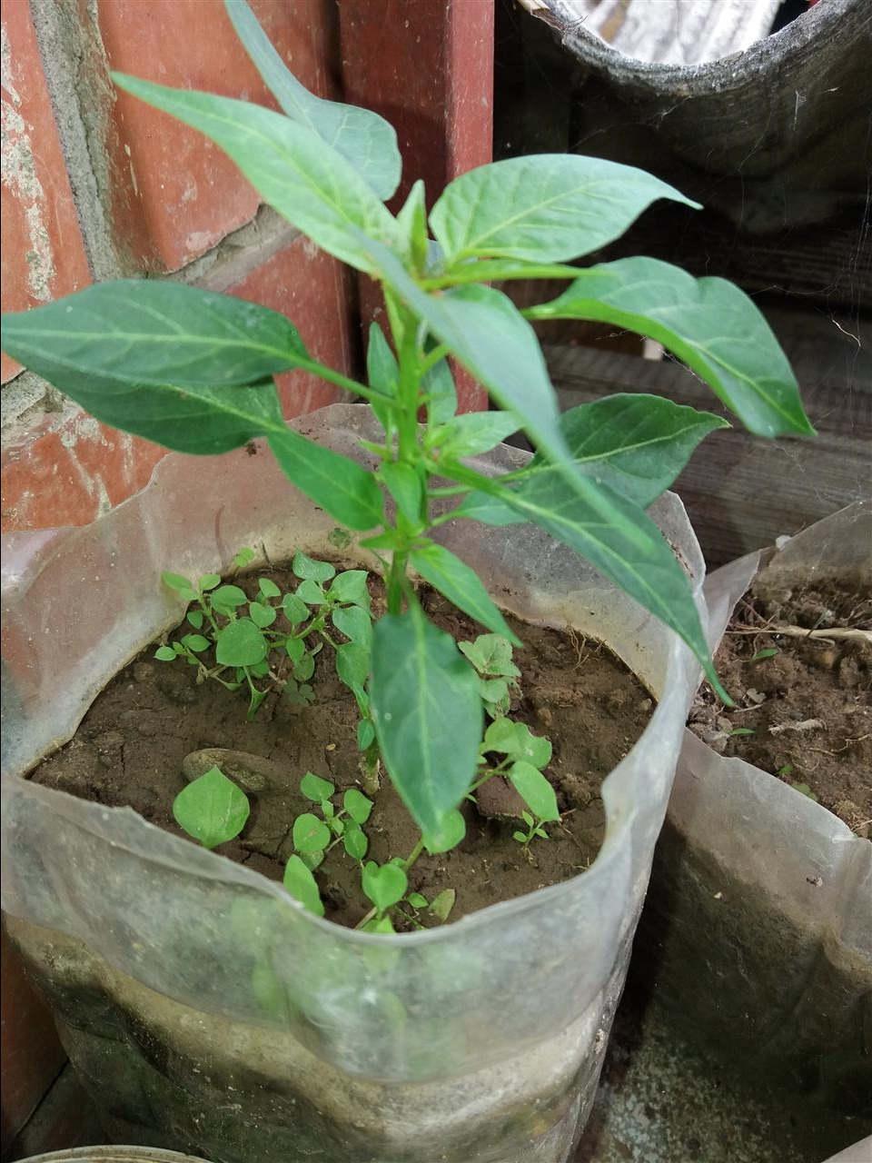 Alepo-Halabe-Chili-Sadnice-
