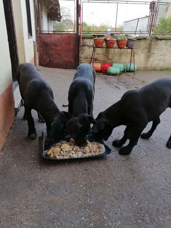 Nemačka-doga-štenci-