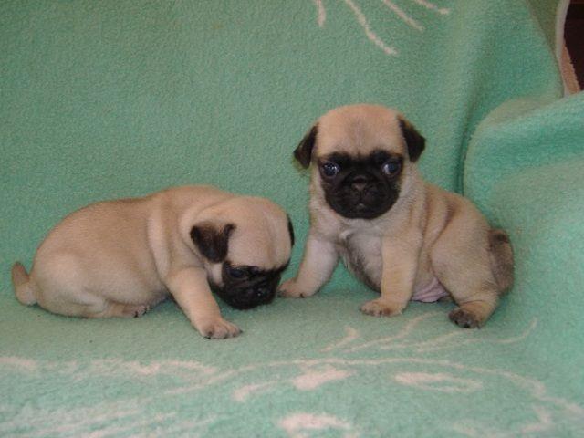 Mops--stenci-