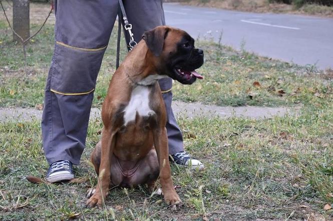 Zenka boksera na prodaju