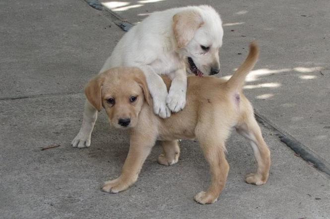 Stenad labrador retrivera