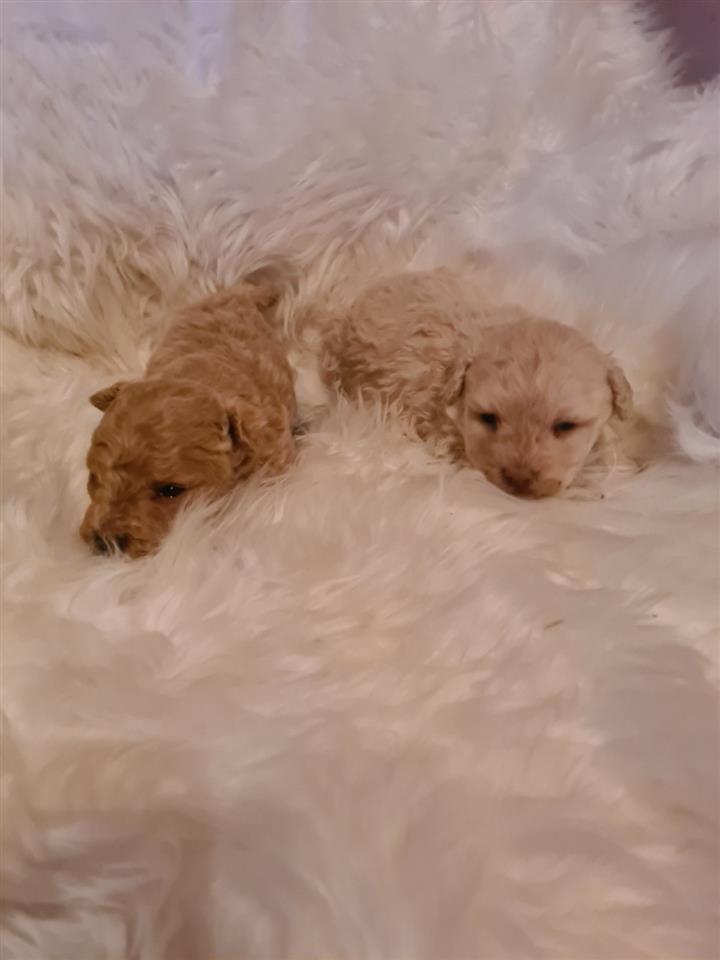 Maltipoo-štenci