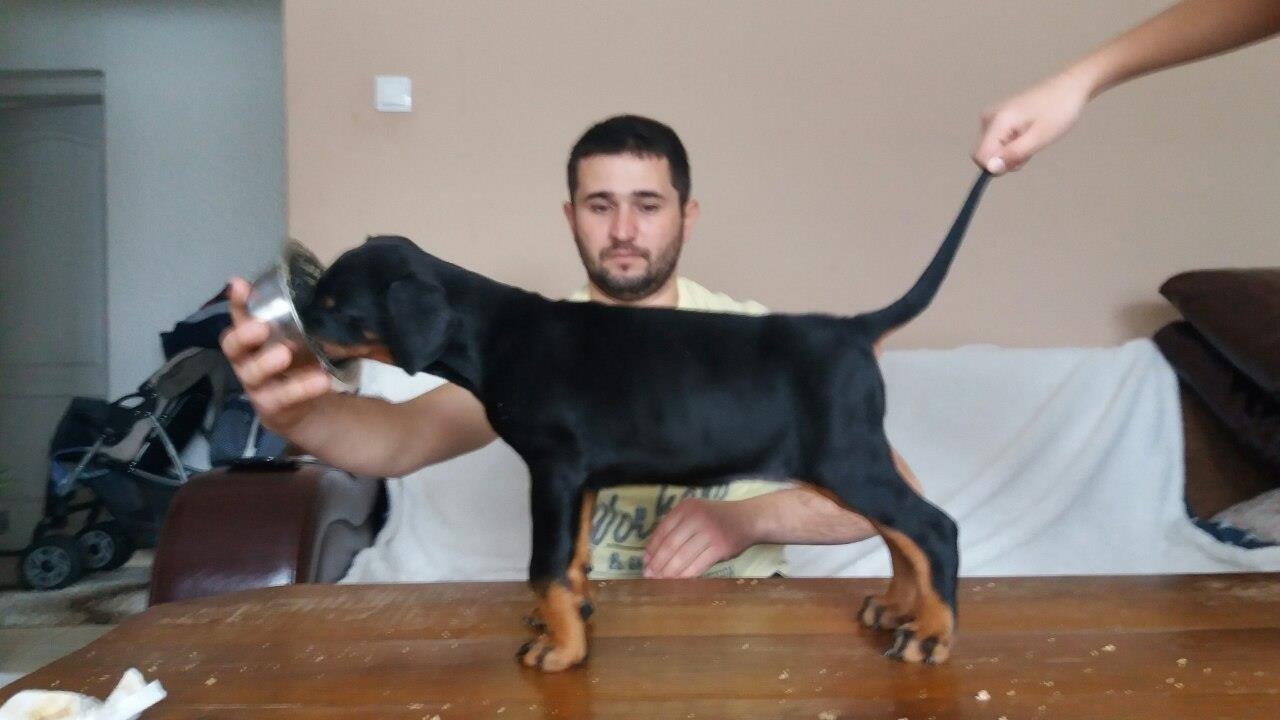 Doberman-stene