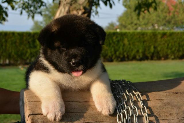 Američka-Akita