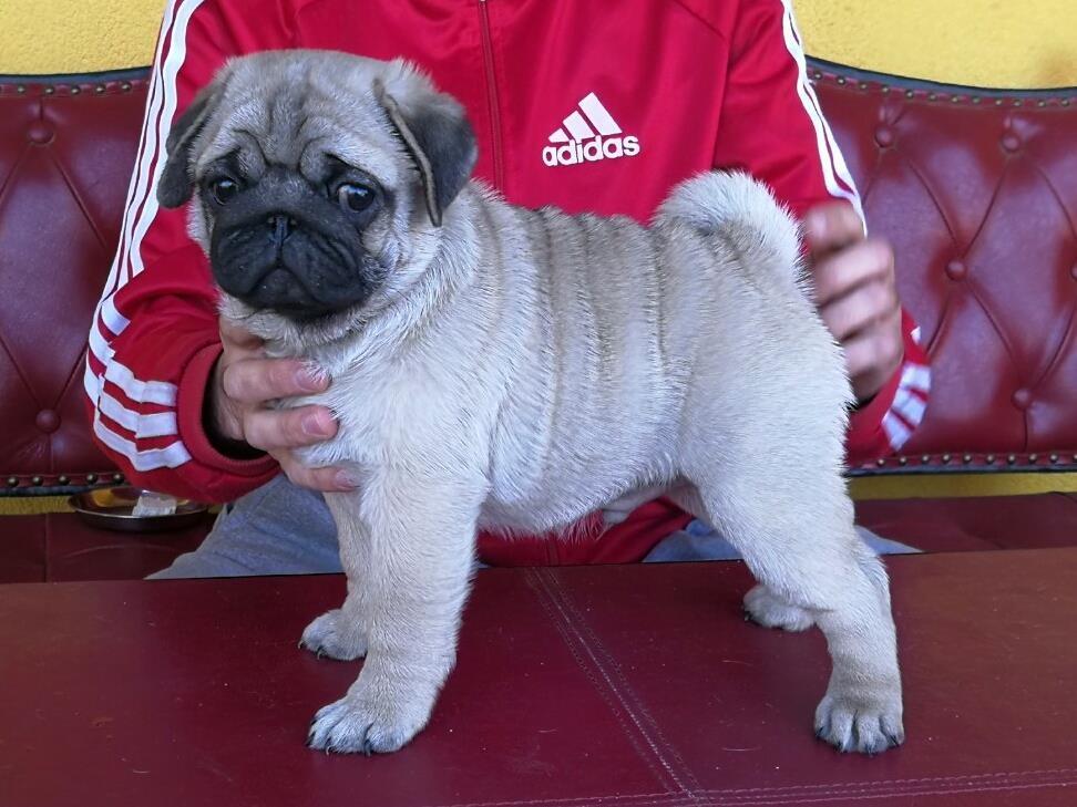 Mops-štenci-