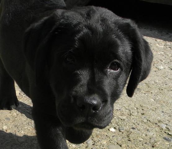 Labrador retriver stenad Aronalex