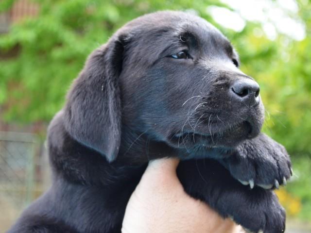 Labrador retriver