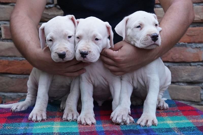 Dogo-Argentino-štenci
