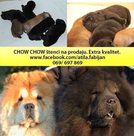 Chow Chow stenci extra kvaliteta 