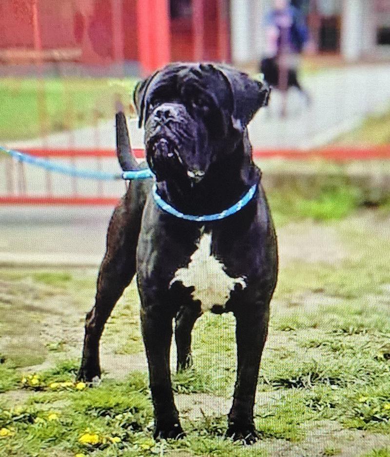 Cane-Corso