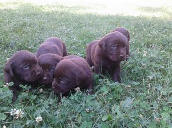 Labrador-stenci
