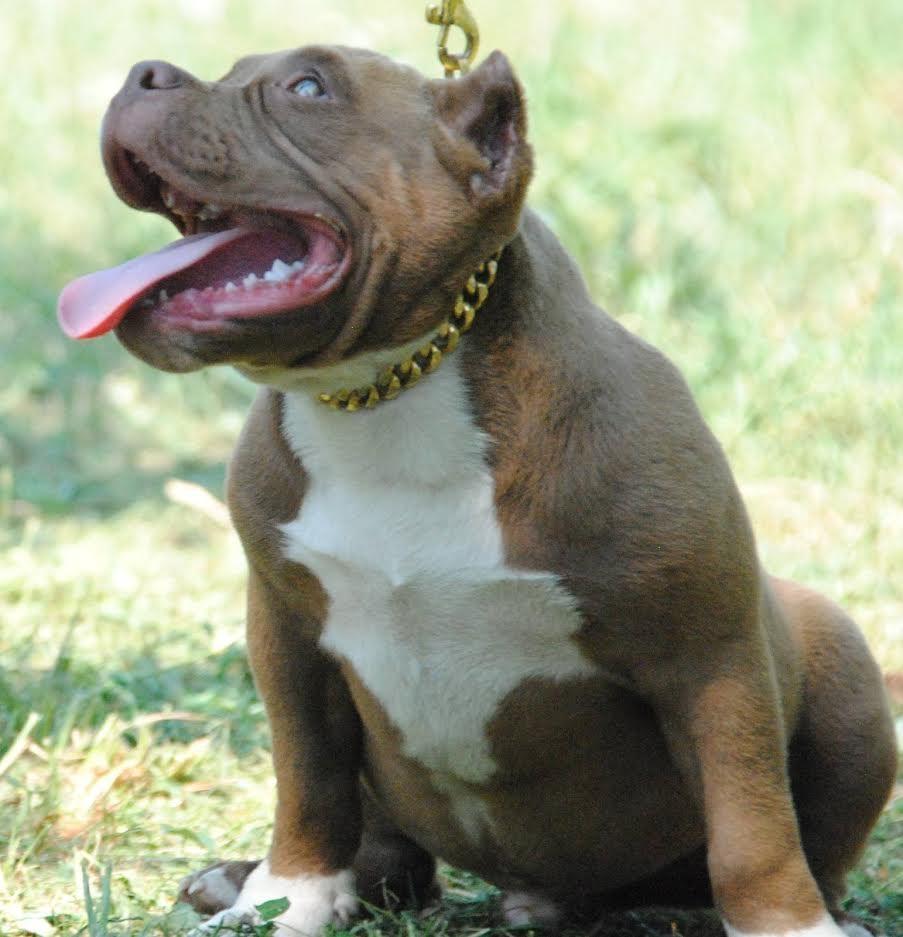 American-bully-pocket-micro