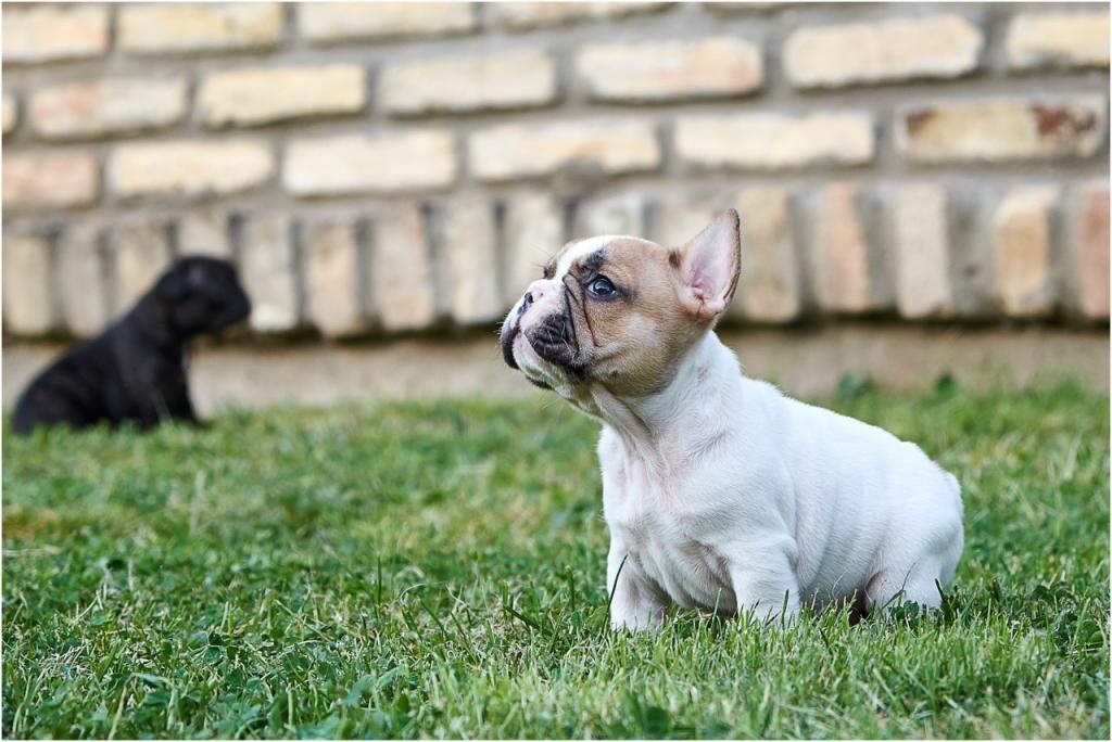 -Francuski-buldog-štenci