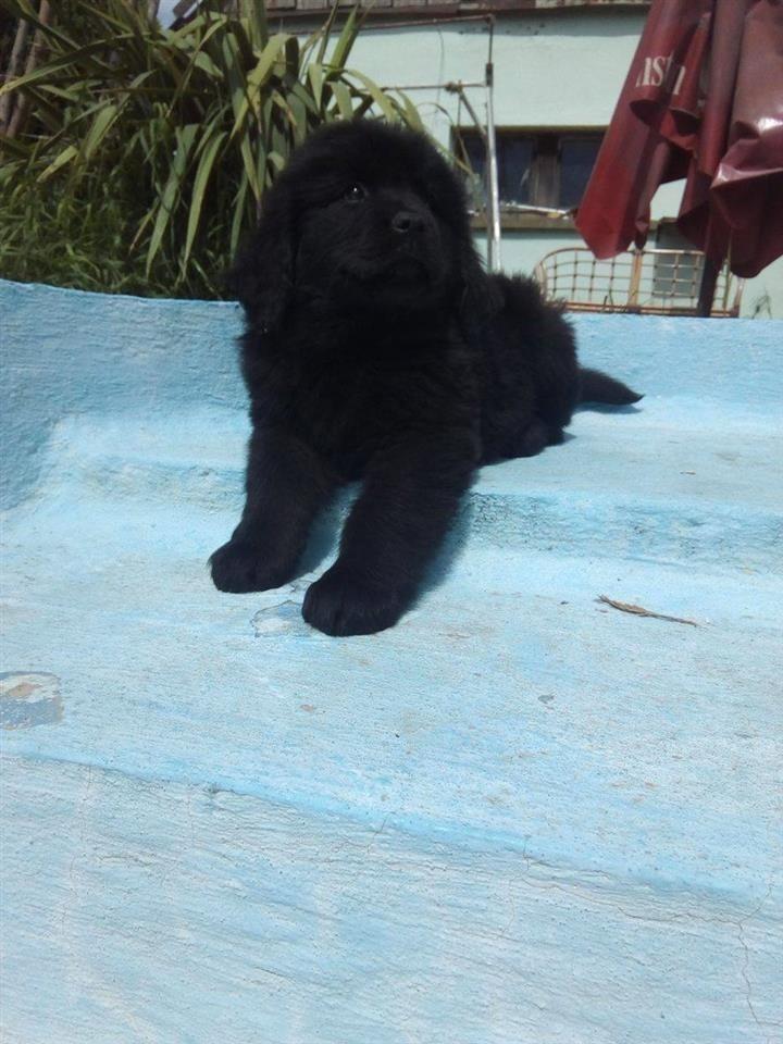 NEWFOUNDLAND-stenci
