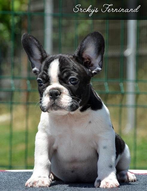Francuski-buldog-štenci