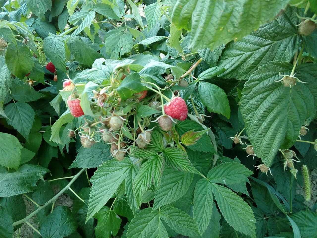 Sadnice-maline-