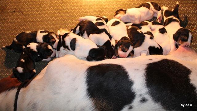 Basset-Hound---baset-stenci