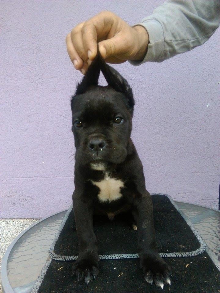 Cane-Corso--štenad