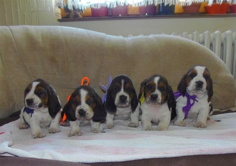 Basset-Hound-psi
