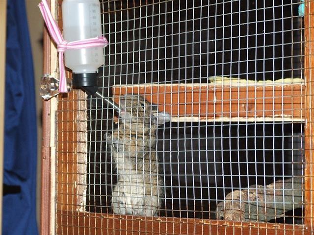 Degu---ćileanske-veverice