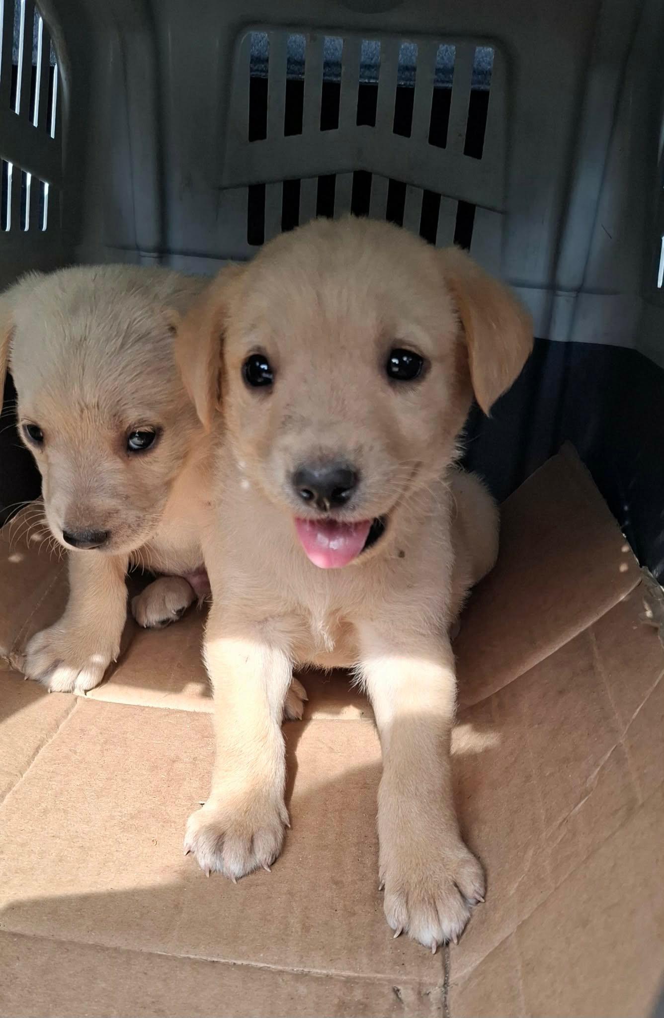 Labrador-retriver