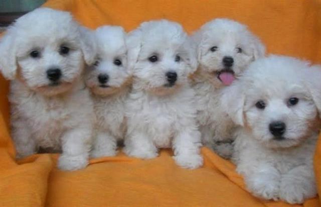 Kovrdzavi bison - bichon frise, stenad samp.
