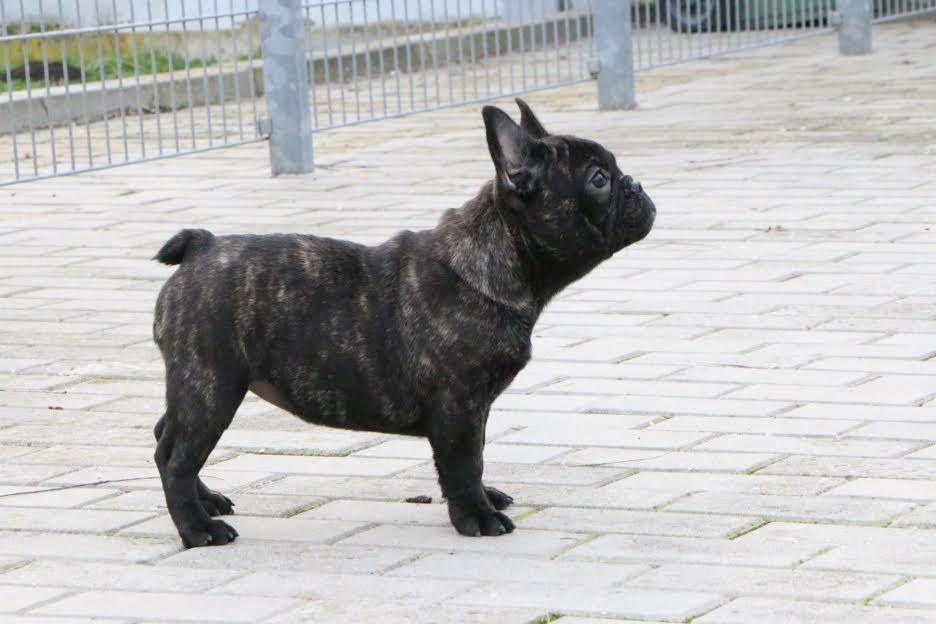 Francuski-buldog