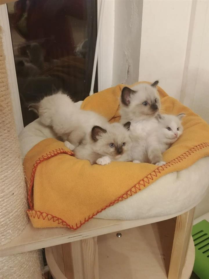 Ragdoll-mačići