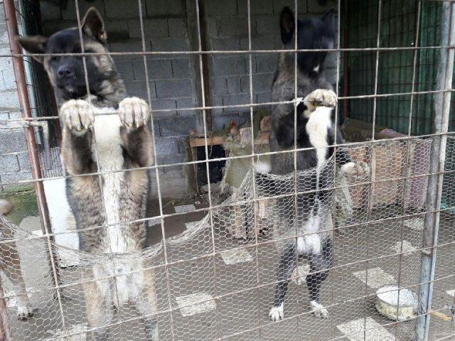 Američka-Akita-štenci