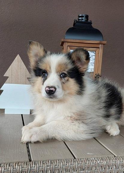 Border-koli-collie-štenci