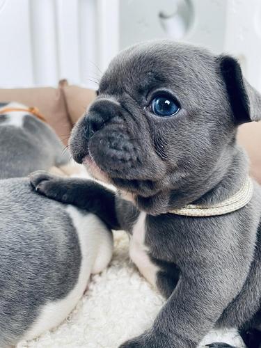 Francuski buldog