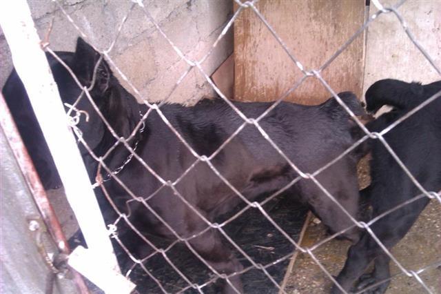 CANE CORSO novo leglo