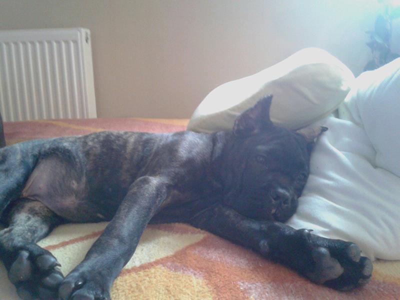 Cane-Corso-prvobirano-žensko-štene-