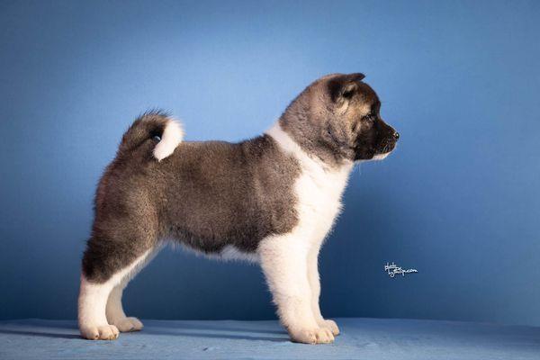Americka-akita