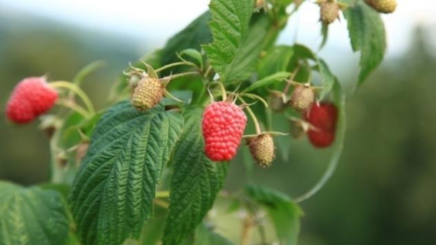Radnici za maline