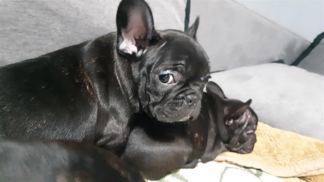Francuski Buldog