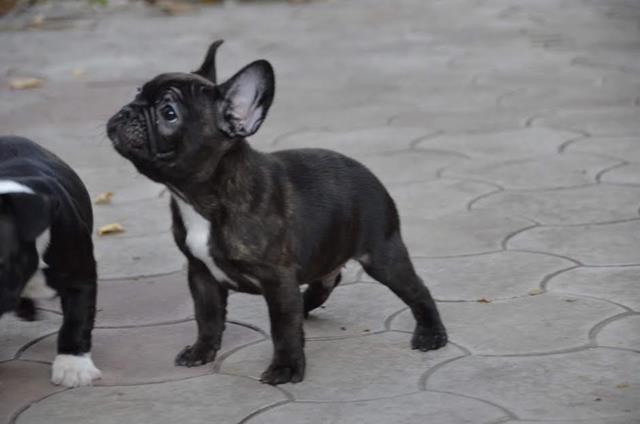 FRANCUSKI-BULDOG--štenci