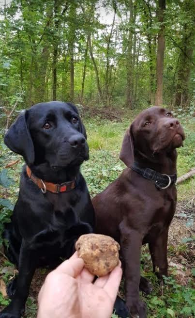 Štenci-ČOKOLADNOG-LABRADORA