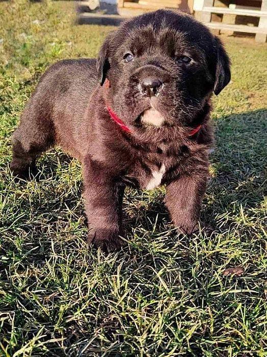 Cane-Corso-štenci
